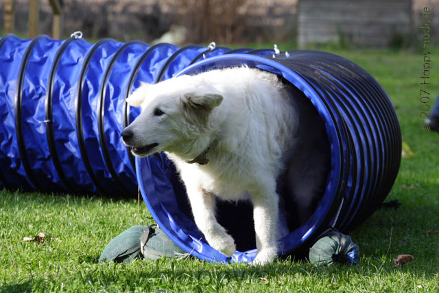 Sarah beim Agility