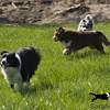 Bild "http://www.happymudi.de/allerlei/galerien/FOTO-Sammlungen-PICASA/vorschau/17042010ButtonDieAussieDamen_pre.jpg"