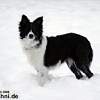 Bild "http://www.happymudi.de/allerlei/galerien/FOTO-Sammlungen-PICASA/vorschau/20Dez2009WinterSchneeSpieleMitButtonMoppel_pre.jpg"