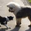 Bild "http://www.happymudi.de/allerlei/galerien/FOTO-Sammlungen-PICASA/vorschau/2425102009SpaziergangInRheydtMitJunghundbespaUng_pre.jpg"