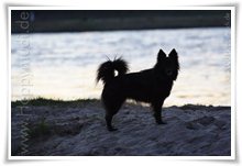 Bild "http://www.happymudi.de/allerlei/galerien/FOTOS-Abendstimmung-Rhein-2008/vorschau/IMG2008-02-09_126.jpg"