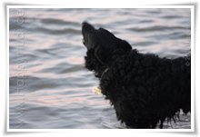 Bild "http://www.happymudi.de/allerlei/galerien/FOTOS-Abendstimmung-Rhein-2008/vorschau/IMG2008-02-09_161.jpg"