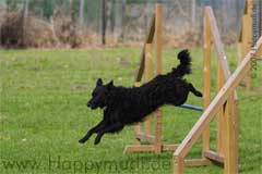 Bild "http://www.happymudi.de/allerlei/galerien/FOTOS-Agility/Agility_IMG2007-09-15_041pre.jpg"