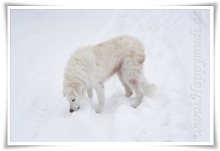 Bild "http://www.happymudi.de/allerlei/galerien/FOTOS-Schneespaziergang-Sarah-Moppel-Jan2009/vorschau/IMG2009-01-05_064.JPG"