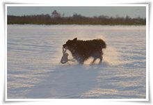 Bild "http://www.happymudi.de/allerlei/galerien/FOTOS-Schneespaziergang-Sarah-Moppel-Jan2009/vorschau/IMG2009-01-05_219_Moppel.jpg"