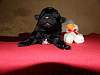 Bild "http://www.happymudi.de/allerlei/galerien/FOTOS_MoppelKids/vorschau/Freddie_16-04-2009_low.jpg"
