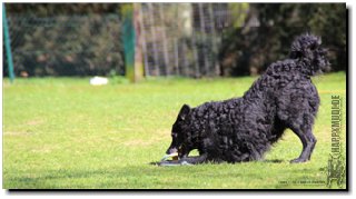 Bild "MOPPEL der Mudi:2012-03-25_174_Moppel_Pre320x.JPG"