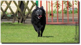 Bild "MOPPEL der Mudi:2012-03-25_180_Moppel-Ausschnitt_Pre320x.JPG"