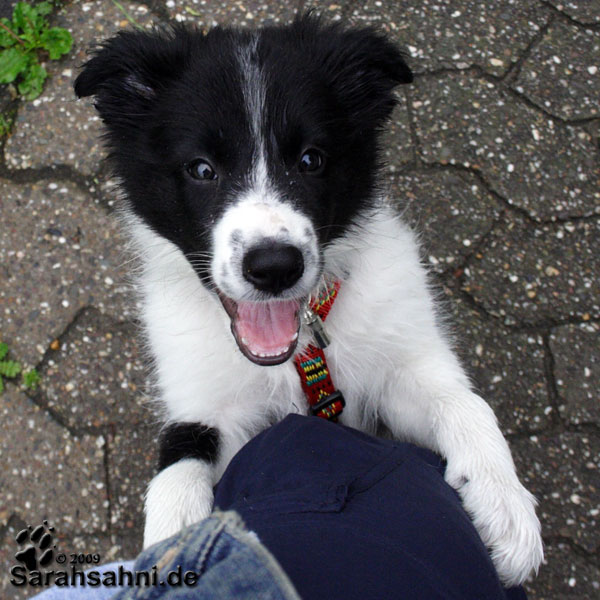 Bild "BabyButton_2009_X001.jpg"