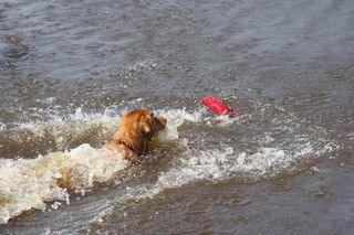 Bild "IMG2008-07-27_115_Buffy.jpg"