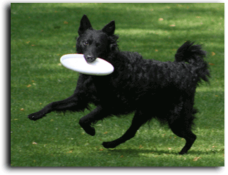 Bild "ARCHIV 2003-2010:Moppel-Frisbee05aSch.gif"