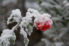Bild "Schnee_IMG2007-12-20_014_pre.jpg"