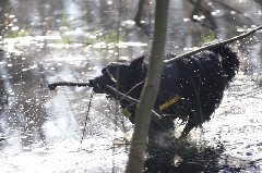 Spaziergang in Feld und Tümpel - Hundefreuden pur