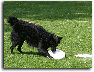 NEU: Moppel stellt die Hundesportart FRISBEE vor