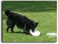 FRISBEE
