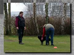 Moppel beim Obedience-Training